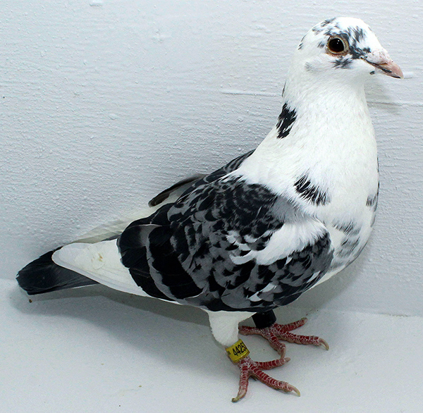 Band: AU 44253 AA 2025